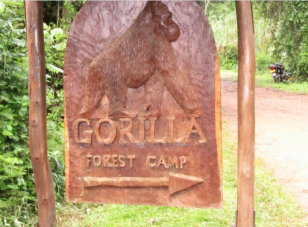 Gorilla Forest