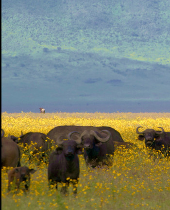 Buffaloes in Ngorongoro crater...