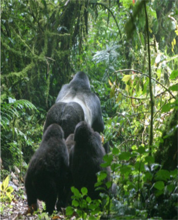 Silver back gorilla in Bwindi Impenetrable forest