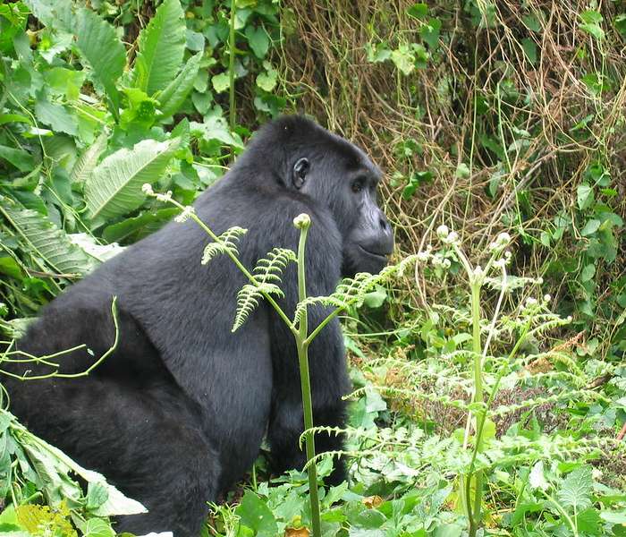 3 day gorilla trekking uganda safari
