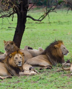 Africa Safari tourism growing in popularity