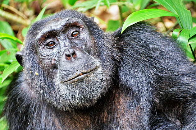 Bwindi Gorillas