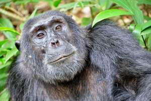 chimpanzee uganda