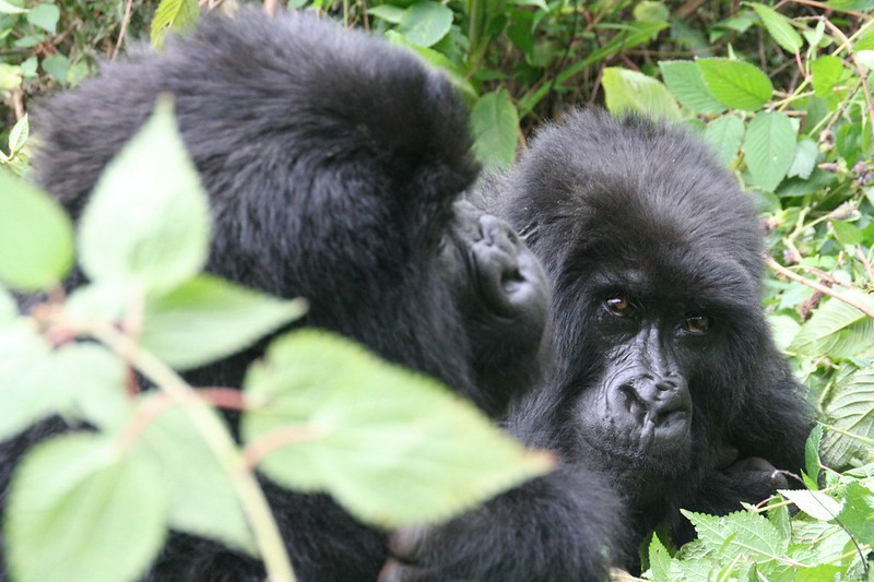 double gorilla tracking rwanda