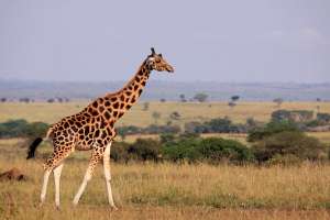 giraffe uganda safari