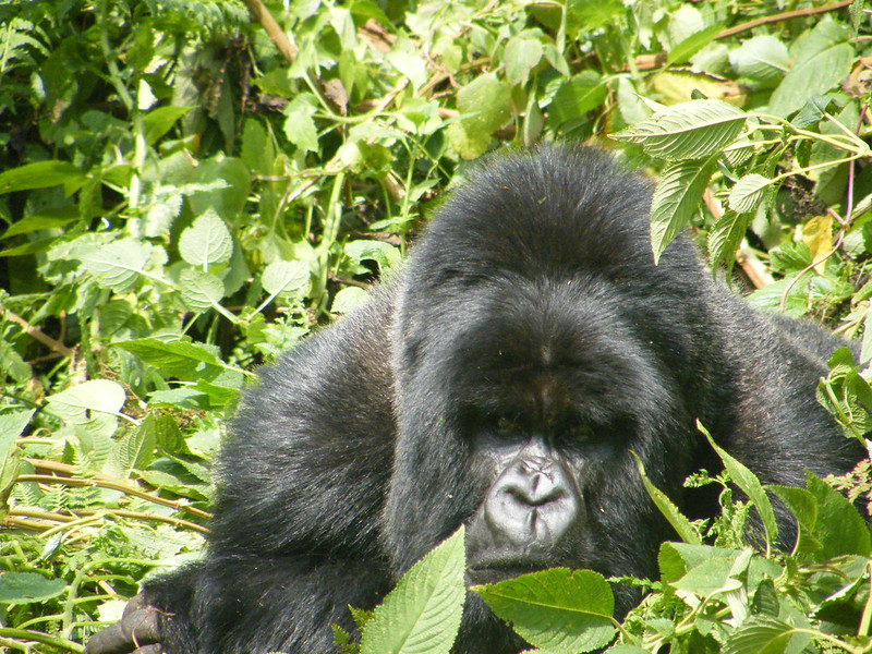 gorilla safari vacation