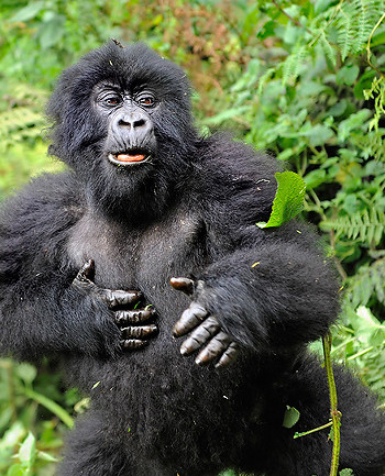 Gorilla populations still in danger