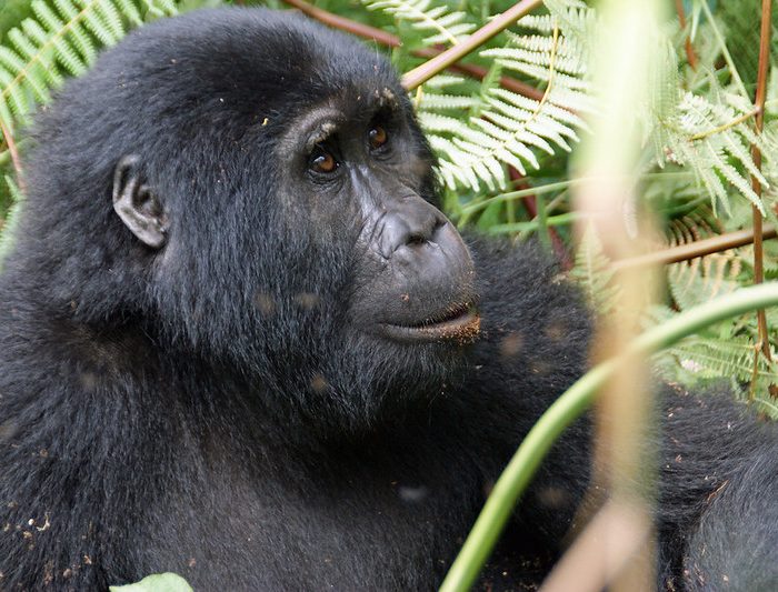 gorillas of uganda