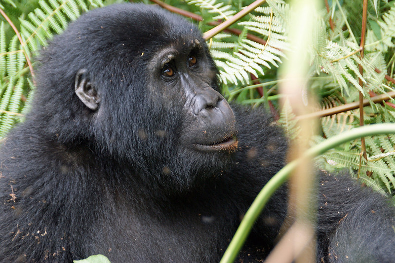 gorillas of uganda