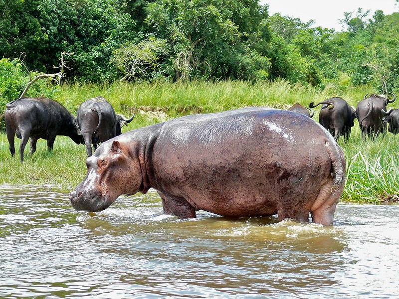 hippos queen elizabeth national park uganda