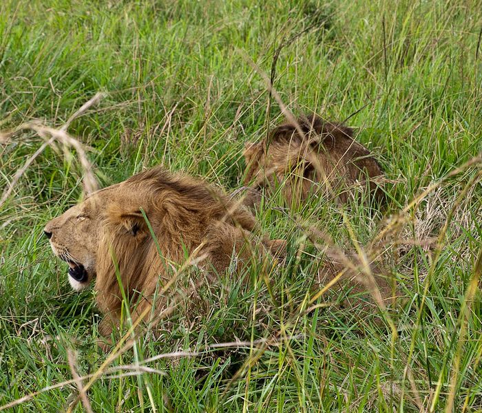 kidepo safari lions