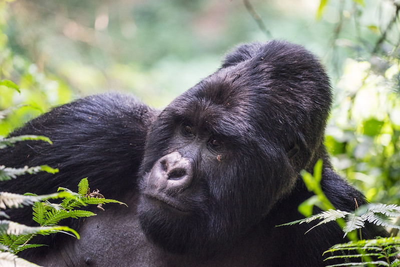 mgahinga gorilla national park