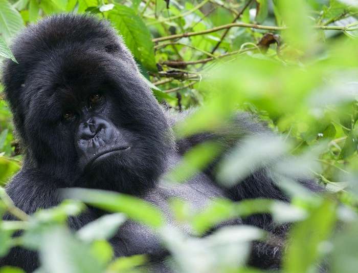 rwanda gorilla safari
