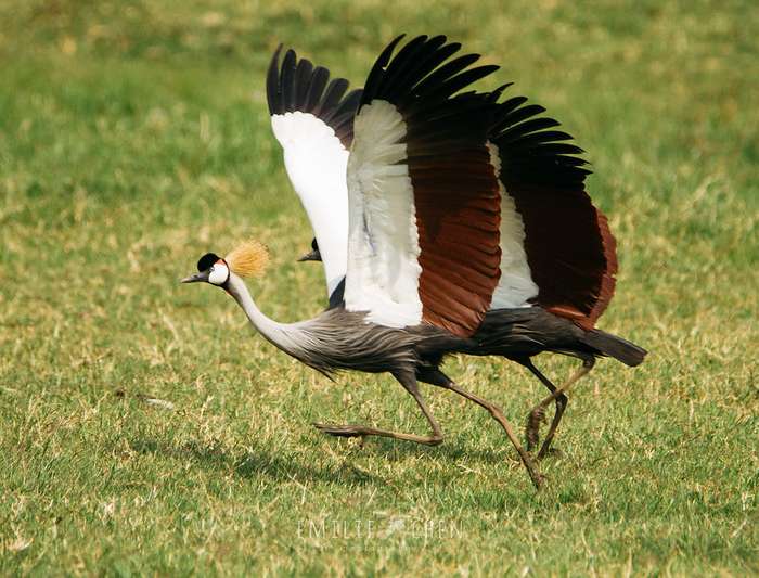 uganda birding